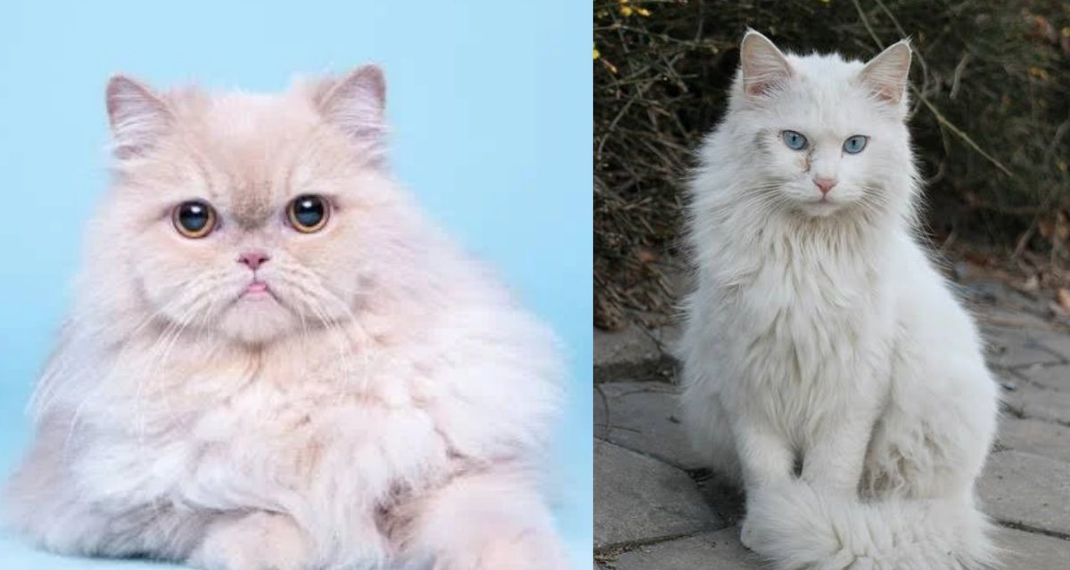 Perbedaan Jenis Kucing Anggora & Persia, Ini dia 5 Perbedaannya!