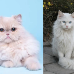 Perbedaan Jenis Kucing Anggora & Persia, Ini dia 5 Perbedaannya!