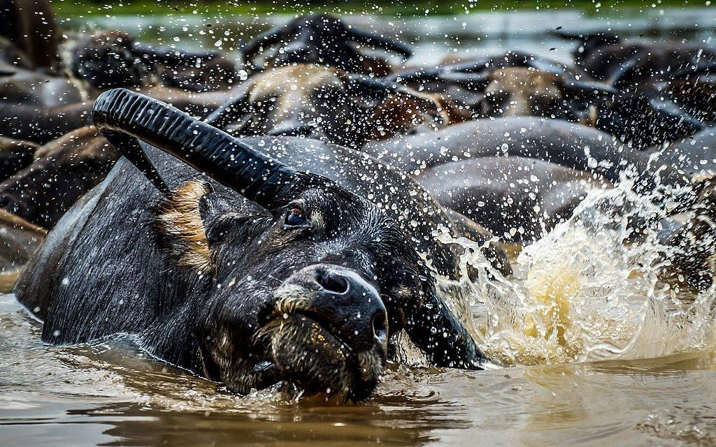 Fakta Menarik Kerbau Rawa Yang Ternyata Bisa Berenang!