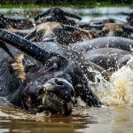 Fakta Menarik Kerbau Rawa Yang Ternyata Bisa Berenang!