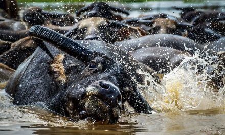 Fakta Menarik Kerbau Rawa Yang Ternyata Bisa Berenang!