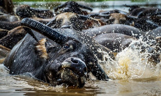 Fakta Menarik Kerbau Rawa Yang Ternyata Bisa Berenang!